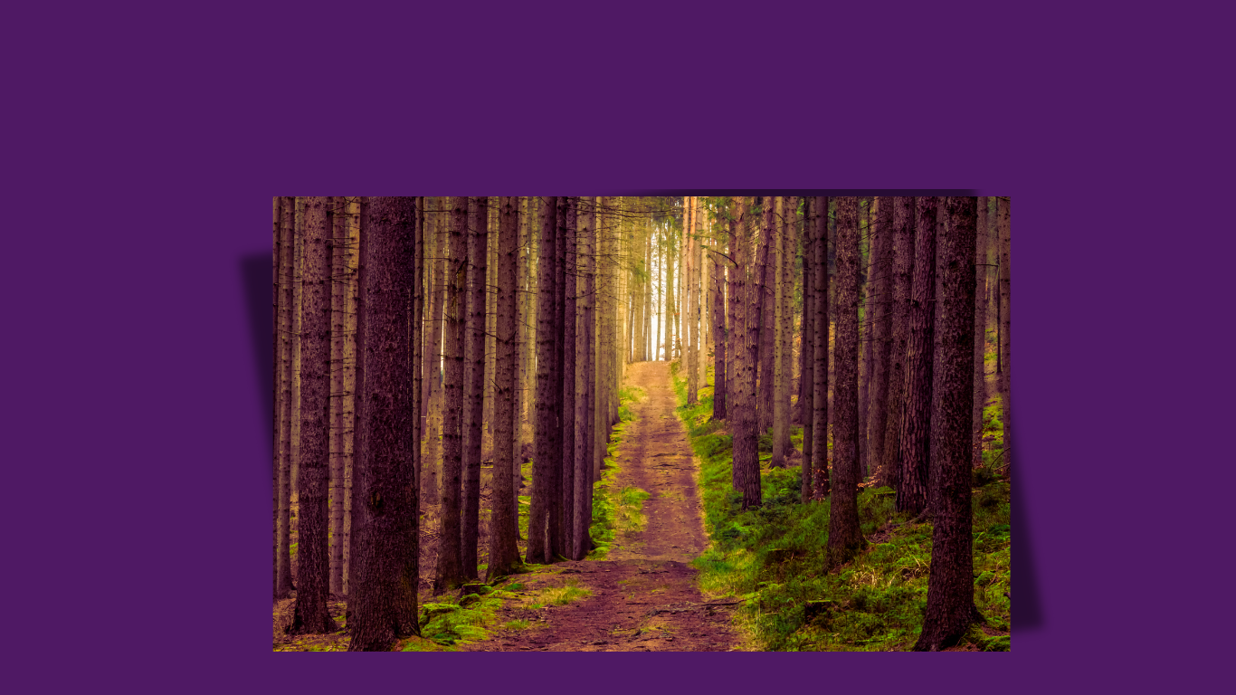 Path in forest