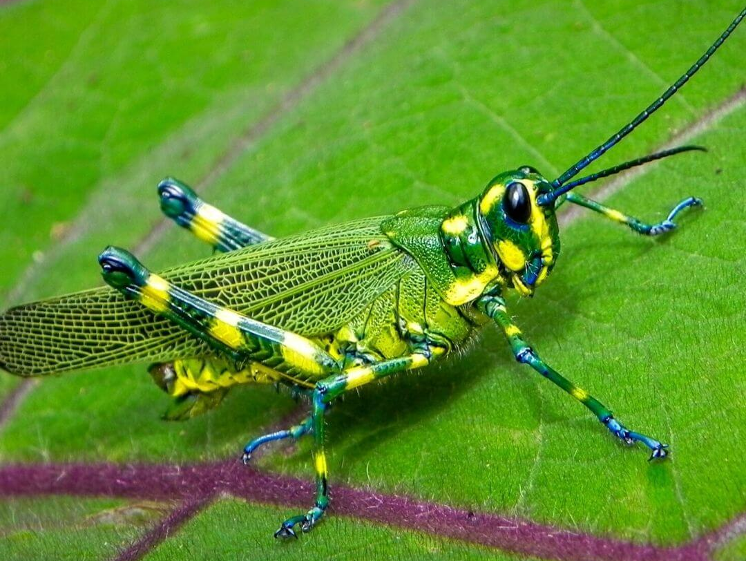 green and blue grasshopper resting on a green leaf