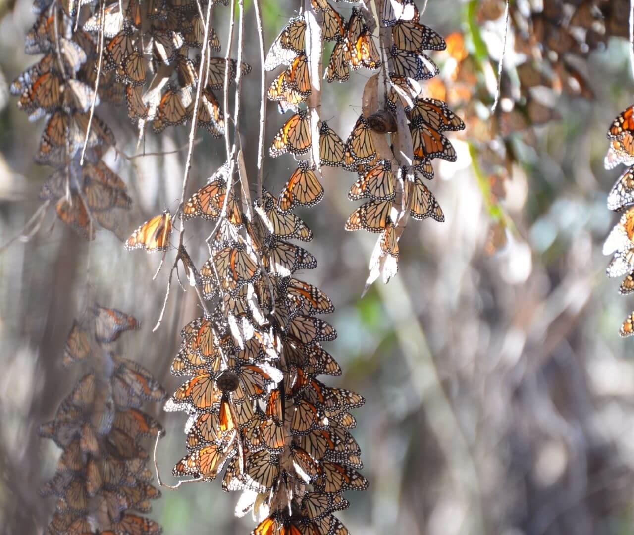 huge group on monarch butterflies hanging on tree branches