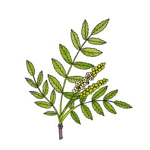 Boswellia Serrata Extract, Primary Ingredient in Mobility and Stress Chews by Cogent Pet Health