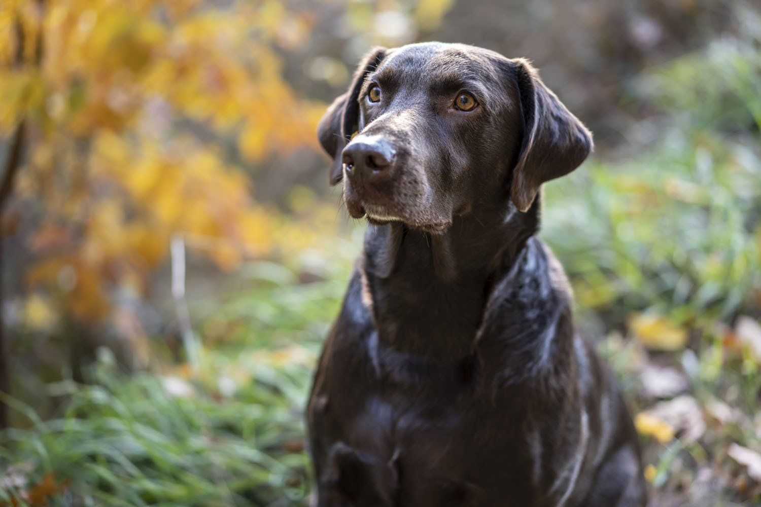 Brown Lab Sitting in the Woods, Cogent Pet Health