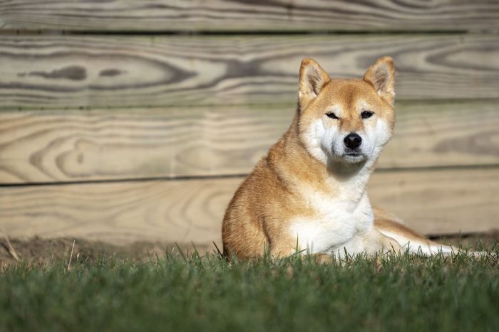 Shiba Inu Laying Down in the Grass, Cogent Pet Health