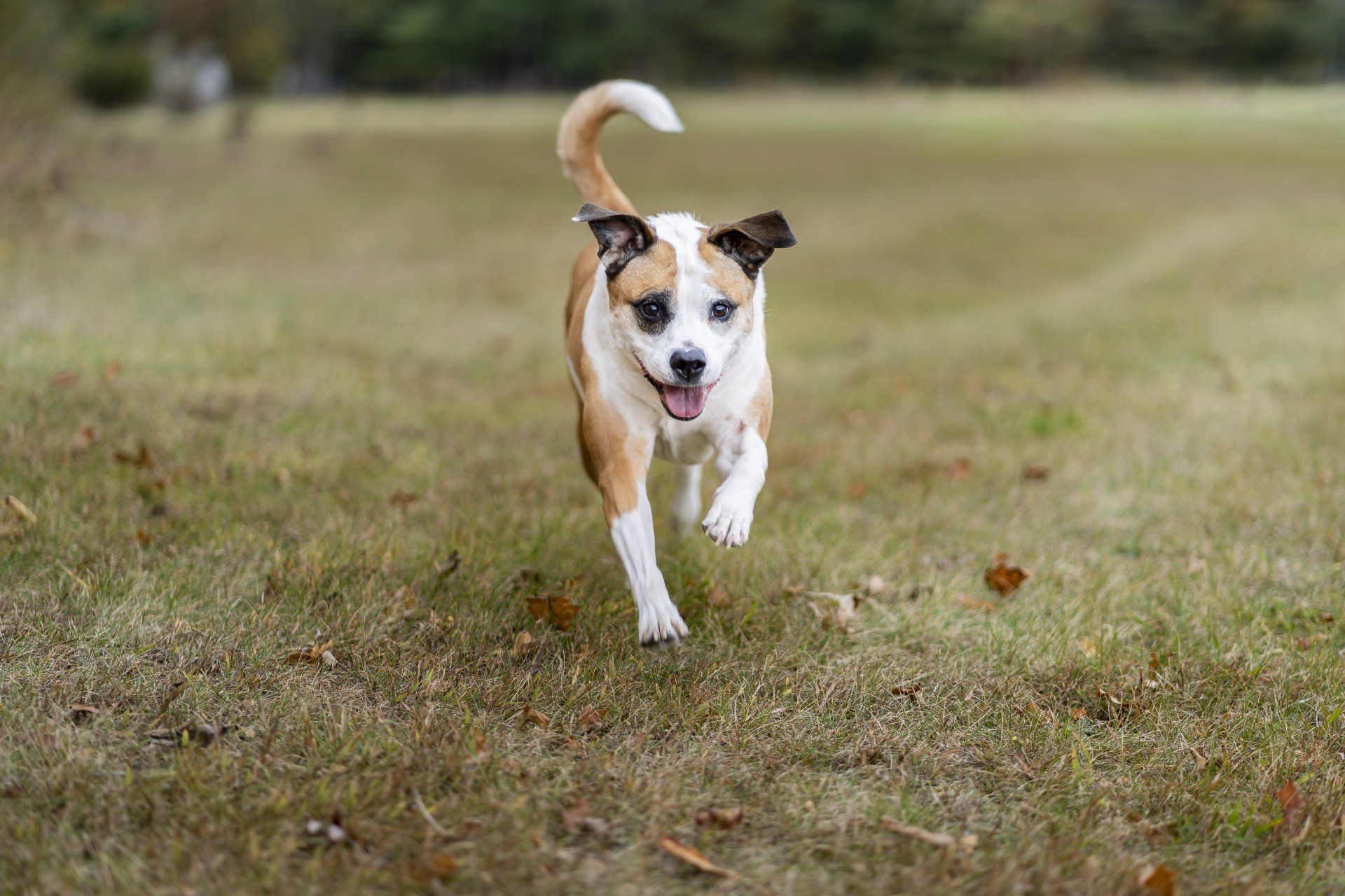 Happy Dog Running in the Grass, Cogent Pet Health