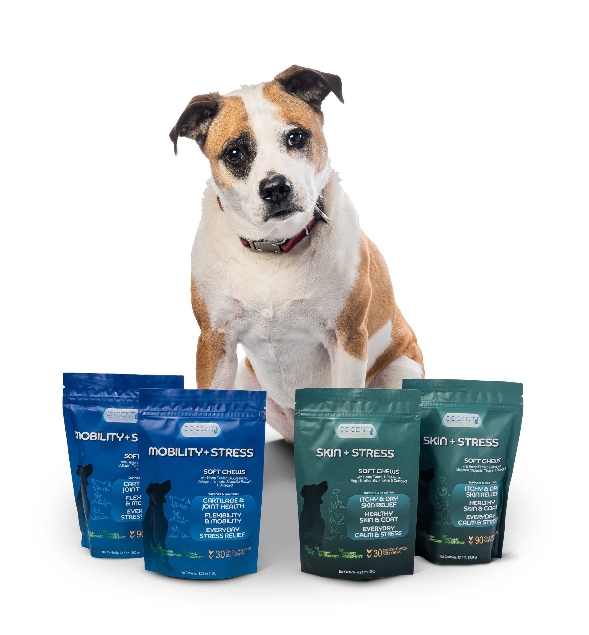 Dog Posing Behind Cogent Pet Health Products