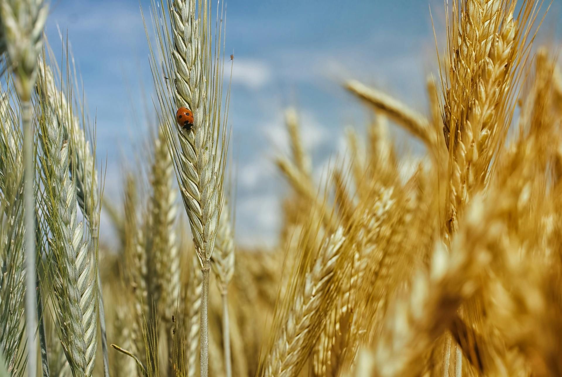 A ladybug is sitting on a wheat plant in a field.