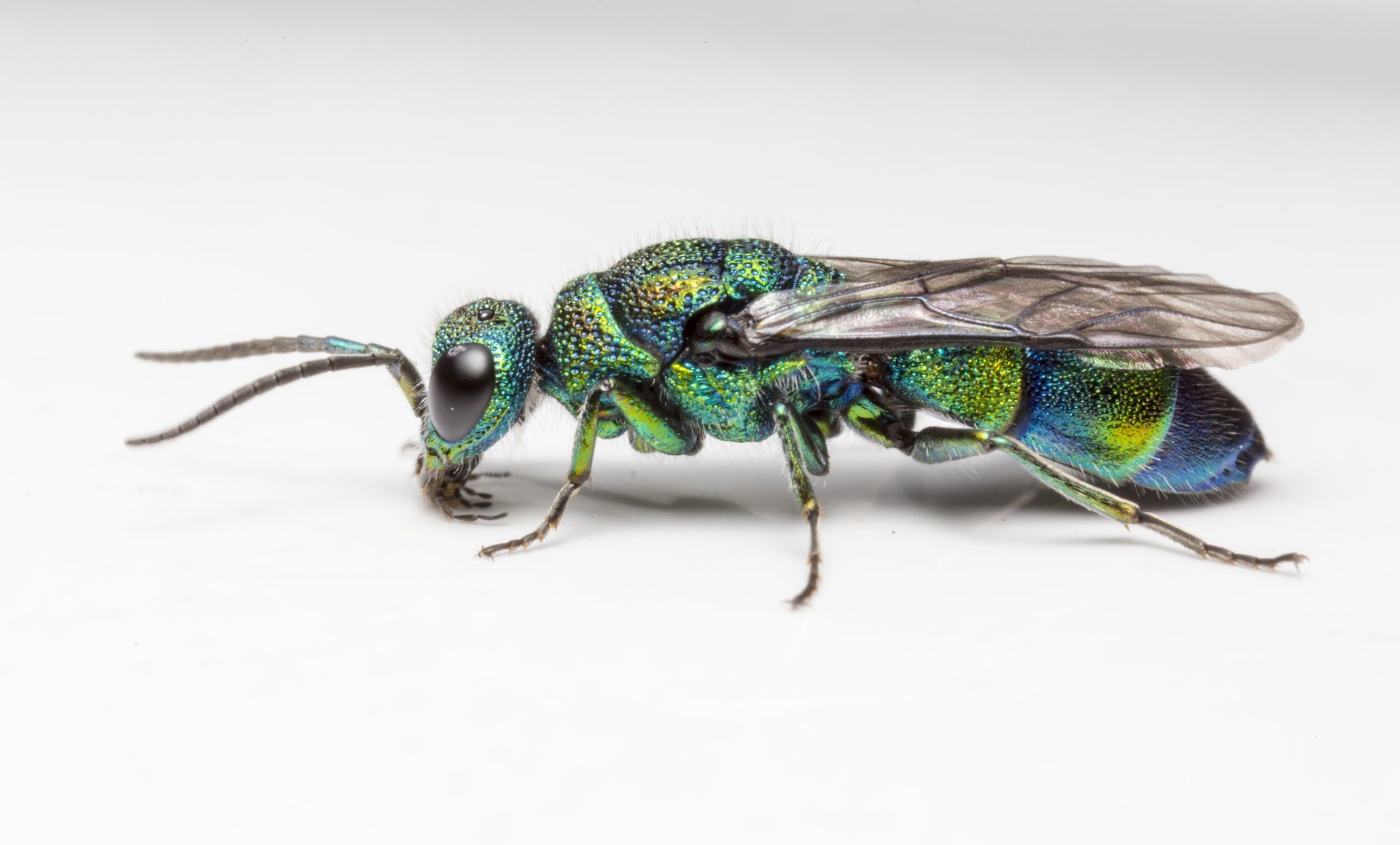 A close up of a green and blue bee on a white surface.