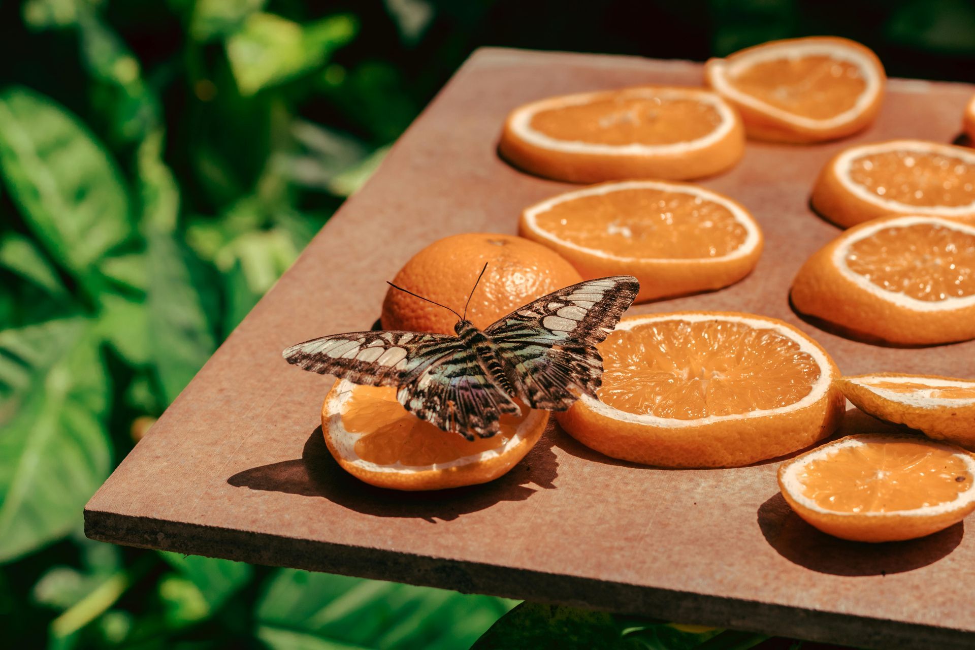 A butterfly is perched on a slice of orange