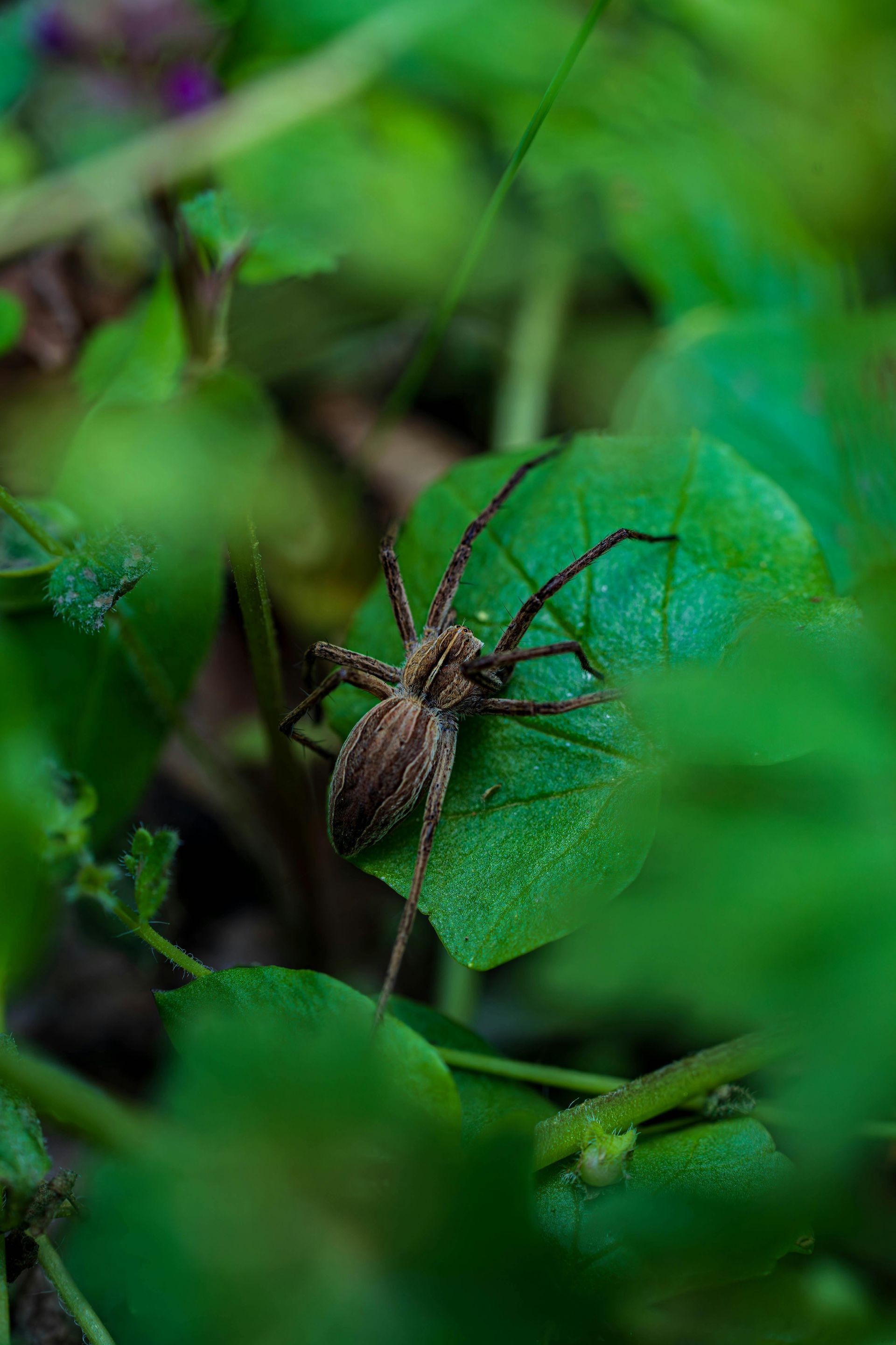 A spider is sitting on a green leaf in the grass.