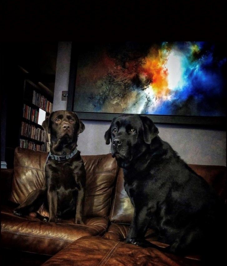 Abstract painting in home with dogs