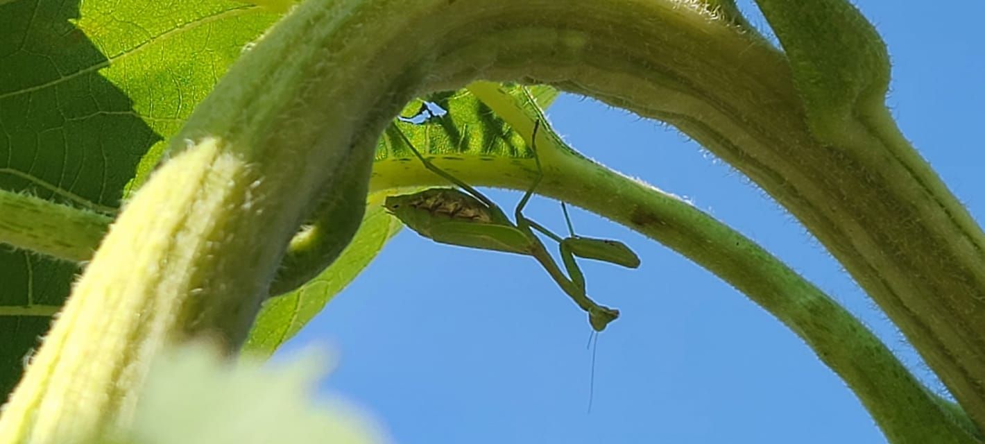 Even the bugs pray at the Cathedral