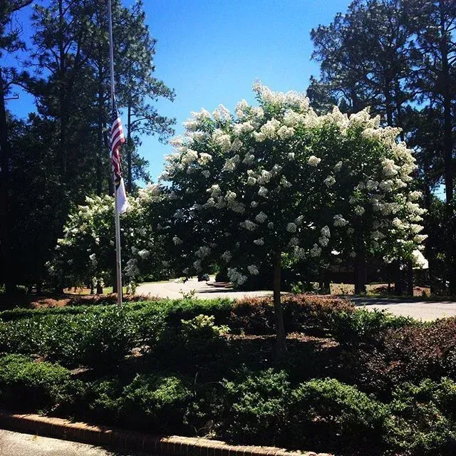 backyard landscaping services in pinehurst nc