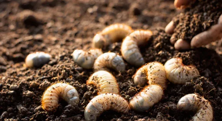 grub control in pinehurst nc