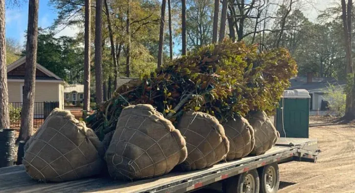 tree installation in pinehurst nc