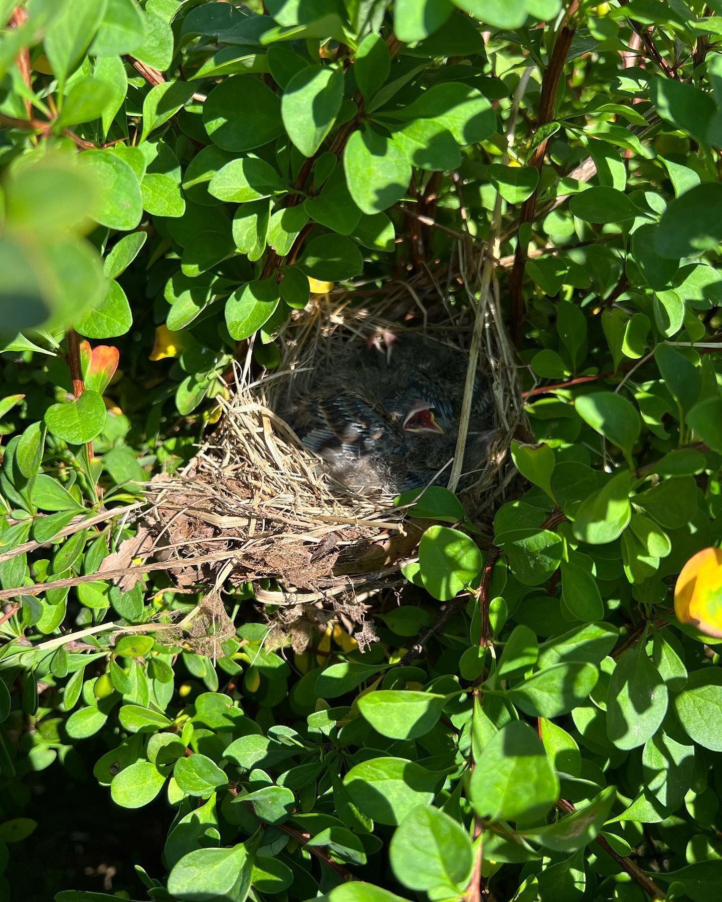 A small bird nest tucked inside a green bush contains several tiny, newly hatched chicks with open mouths.