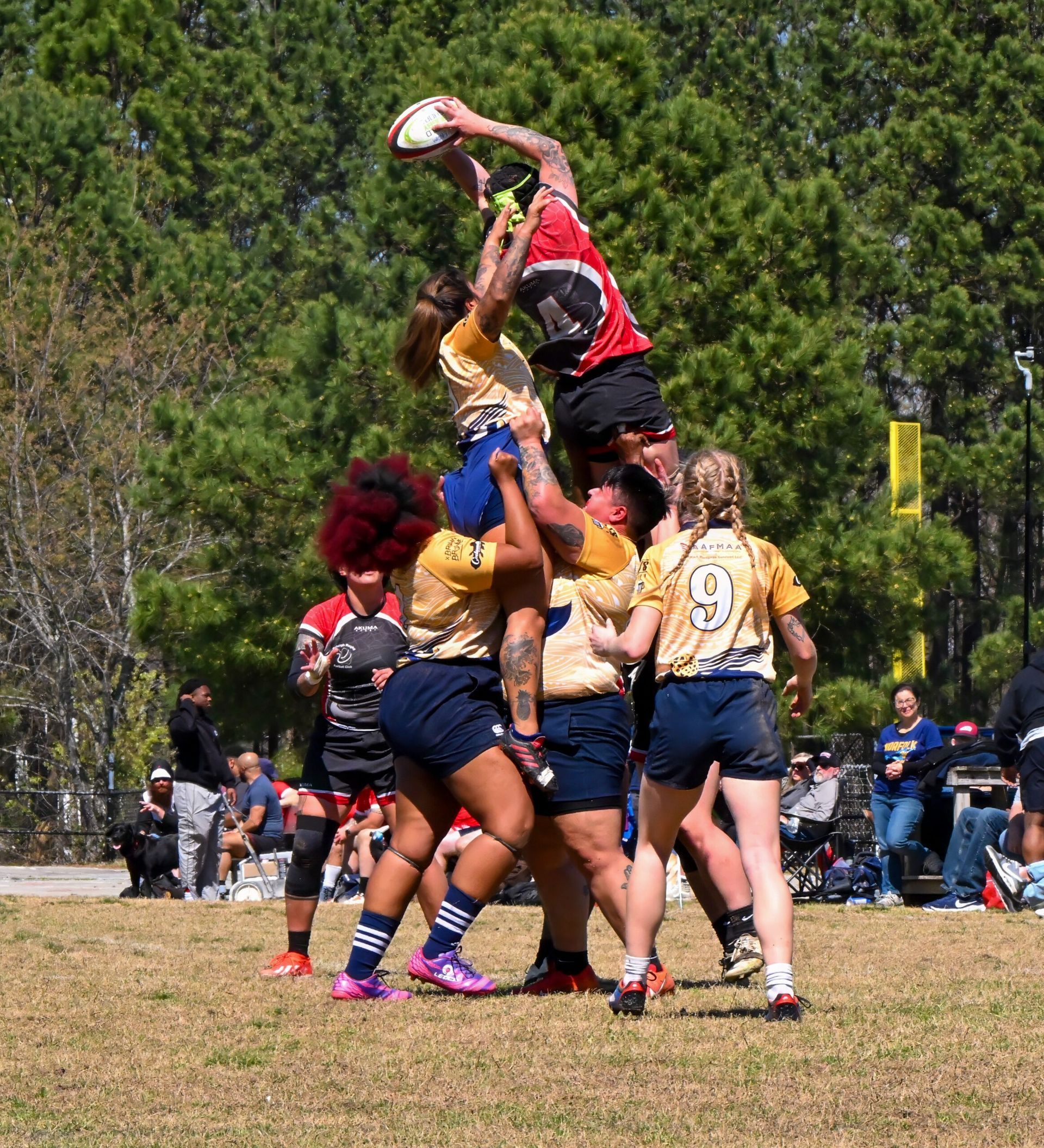 Rugby players in yellow and blue uniforms lift a teammate in red to catch a ball during a match on a grass field.