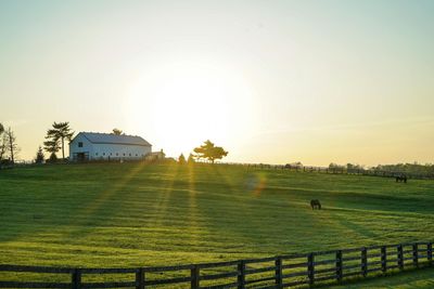 A horse is grazing in a field with a barn in the background at sunset.