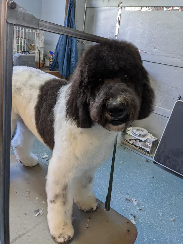 Black and white Newfoundland dog with groomed fur, standing on a grooming table.