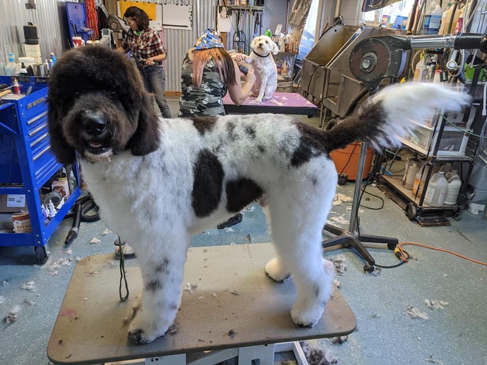 Dog groomed with spotted coat, standing on a table in a pet grooming shop. Another dog in background.