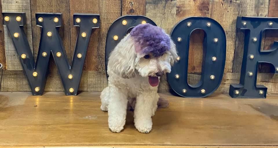 White dog with purple hair sitting in front of 