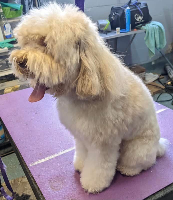 Cream-colored, fluffy dog sitting on a purple grooming table, tongue out.