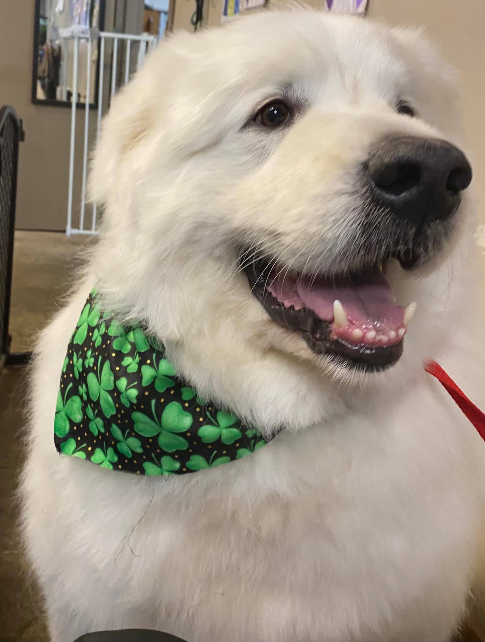 White dog wearing a green shamrock bandana, smiling.