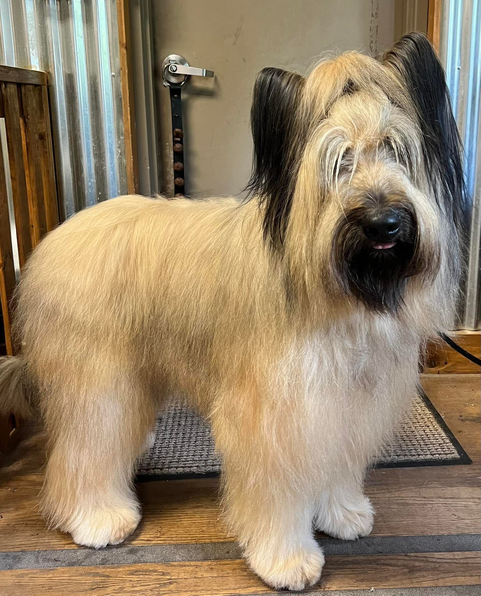 Tan and black dog with a fluffy coat, standing in front of a corrugated metal wall.
