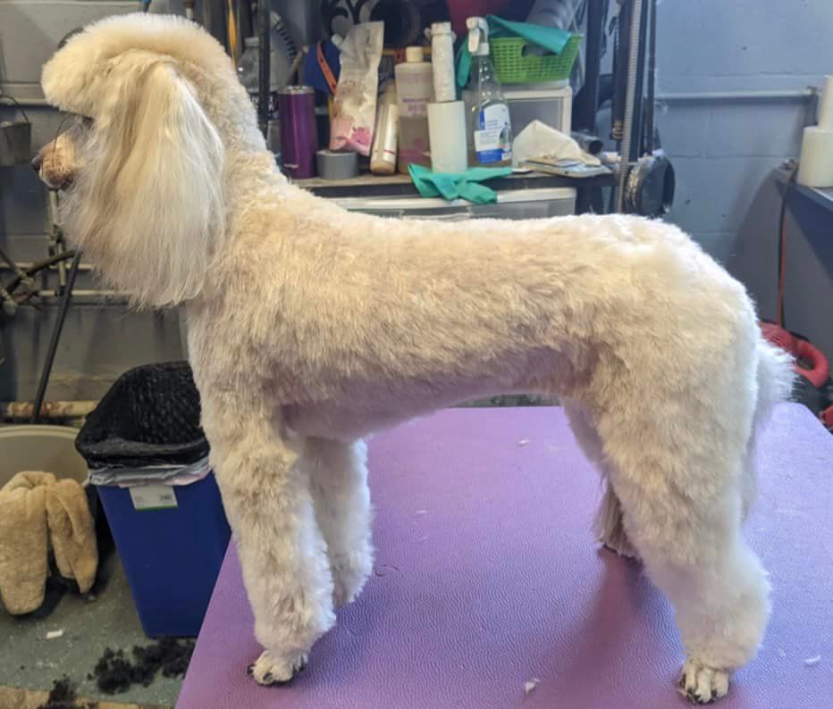 Cream-colored poodle with a show cut, standing on a purple surface. The dog is indoors, likely at a grooming salon.