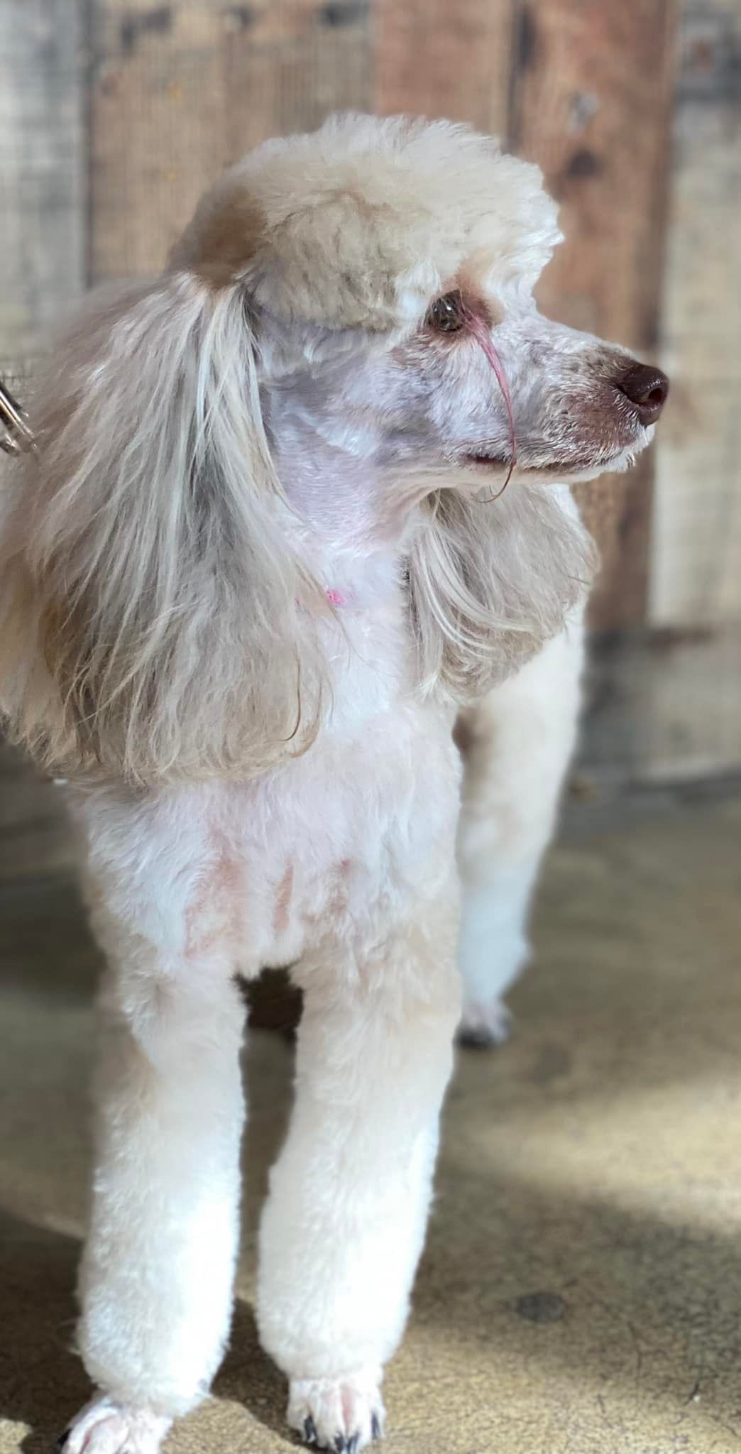 Cream-colored poodle with groomed legs and head, standing against a weathered wood background, looking to the side.