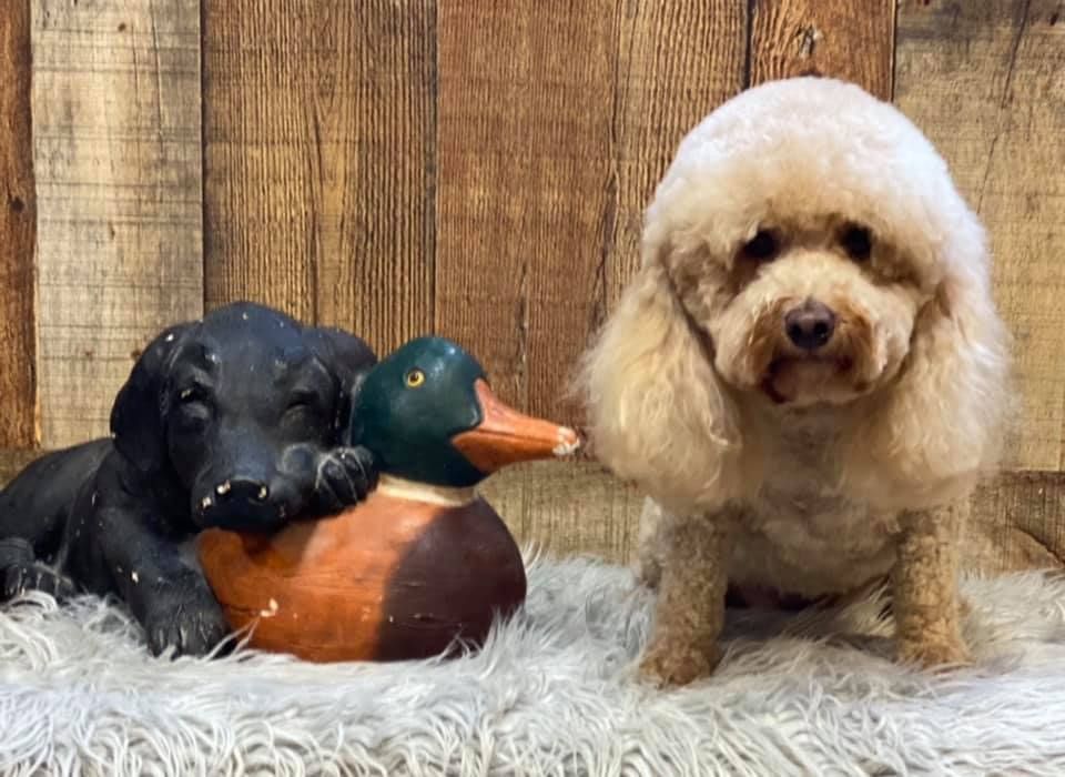 Tan poodle with a fluffy head sits next to a black dog statue and a painted duck on a rug.