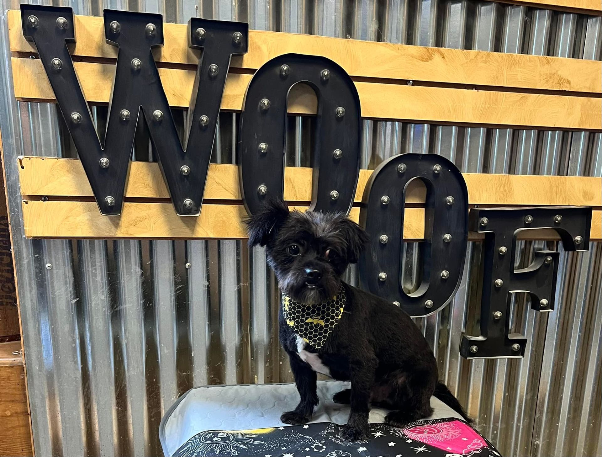 Black dog wearing a yellow bowtie sits in front of a “WOOF” sign made of marquee lights.