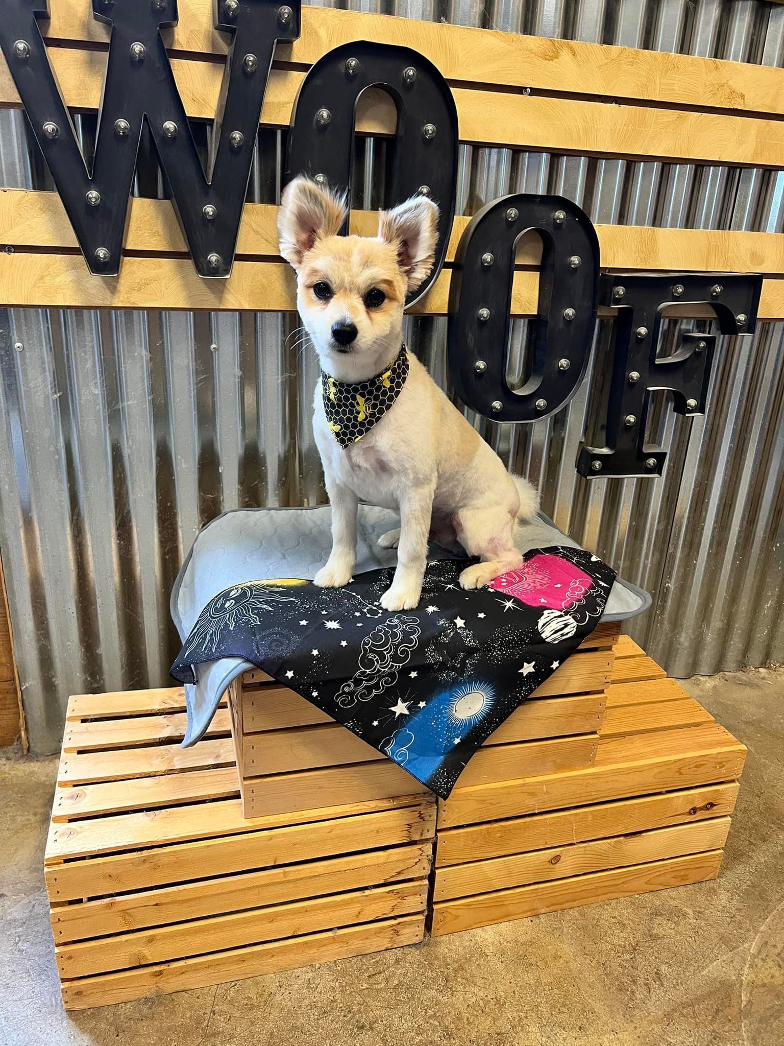 Dog sits atop wooden crates, wearing a bandana. 