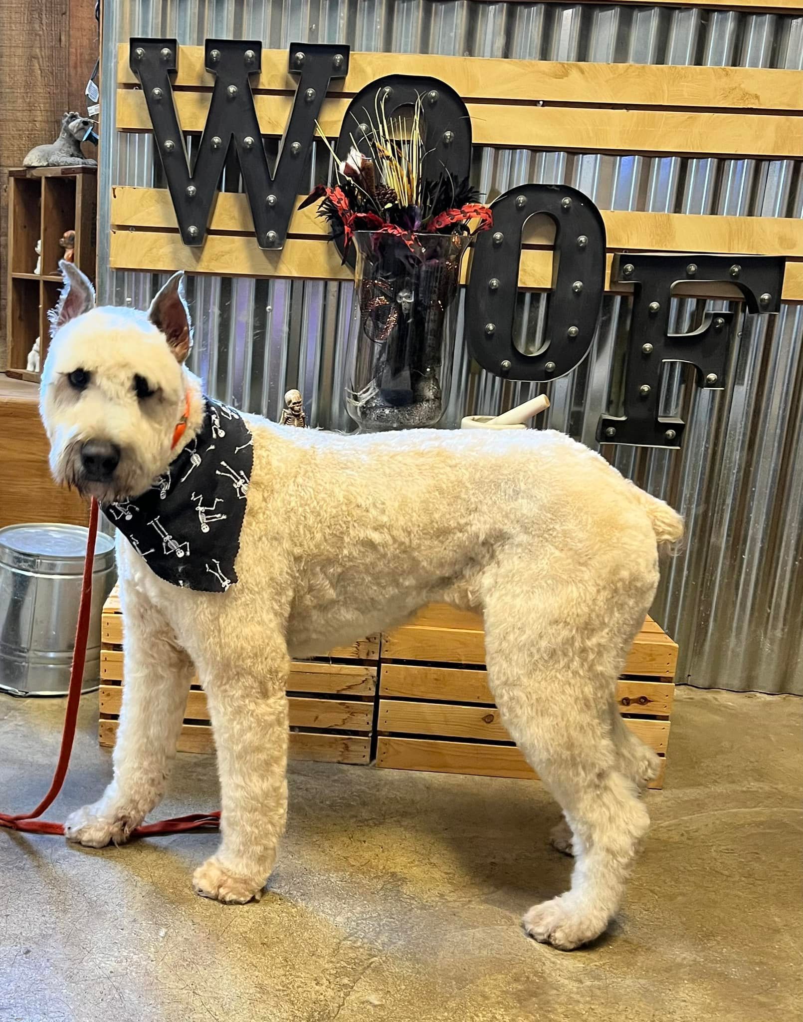 White dog with a black bandana stands in front of a 