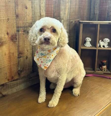 Beige poodle dog wearing a bandana, sitting on a wooden surface with a wooden backdrop.