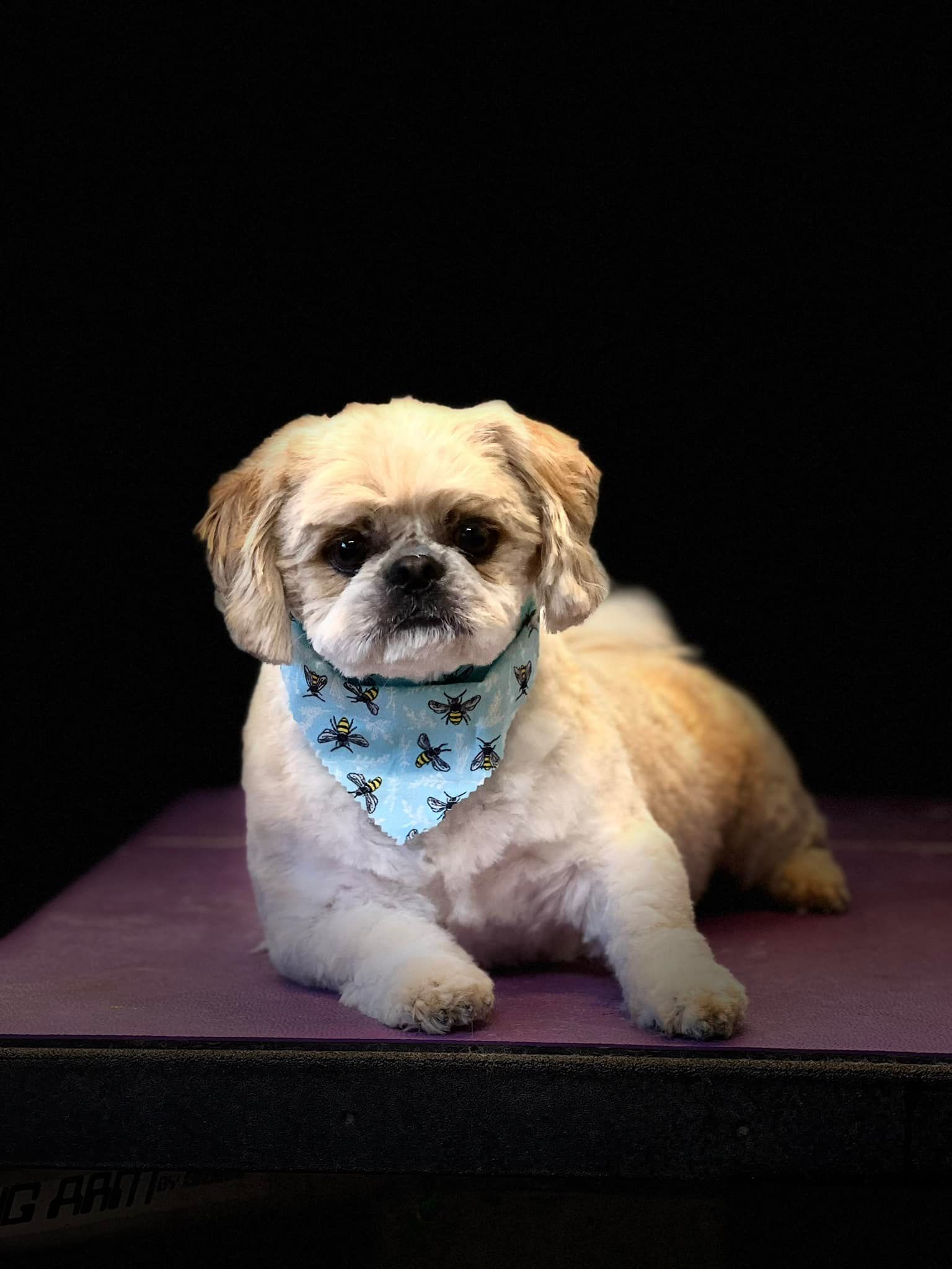 A fluffy tan and white Shih Tzu dog wearing a blue bandana, laying on a purple surface. Black background.