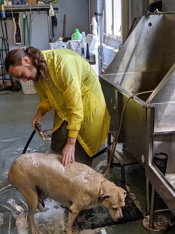 Man in yellow apron washes dog in a stainless steel tub. Wet dog stands on a mat in a room.