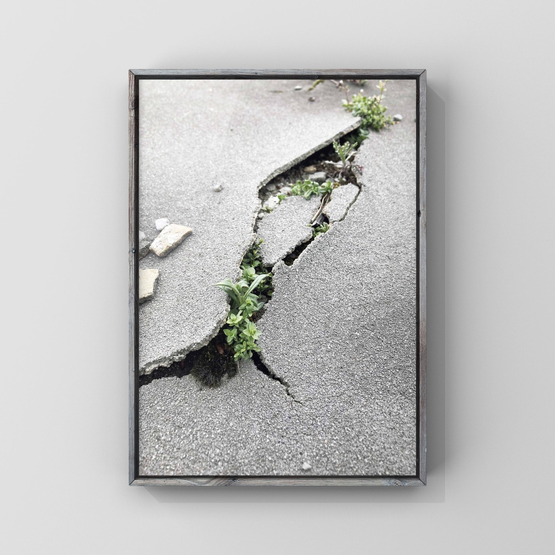 Fotografie einer Pflanze, die durch einen Riss im Beton wächst