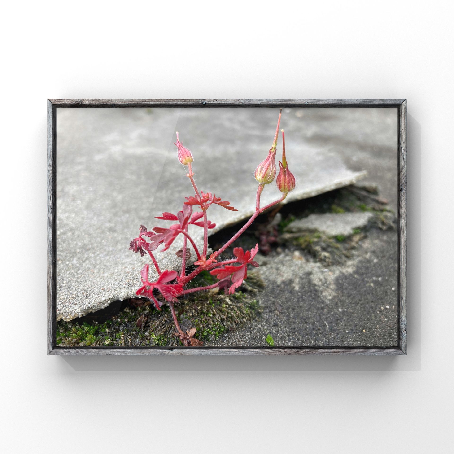 Fotografie einer rötlichen Blume, die durch einen Riss im Beton wächst