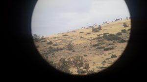 Lone Wolf Guide Service Hunt