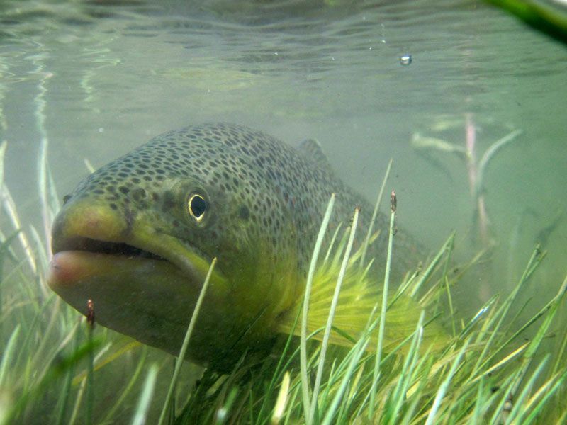 Lone Wolf Guide Service Fishing