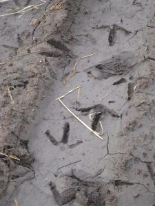 Lone Wolf Guide Service Hunting