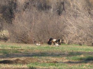 Lone Wolf Guide Service Hunting