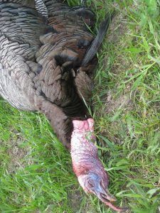 Lone Wolf Guide Service Hunting