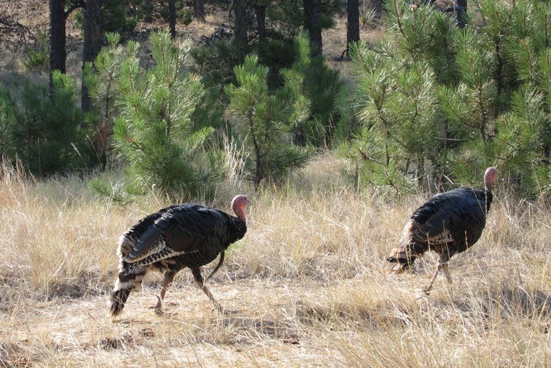 Lone Wolf Guide Service Hunting