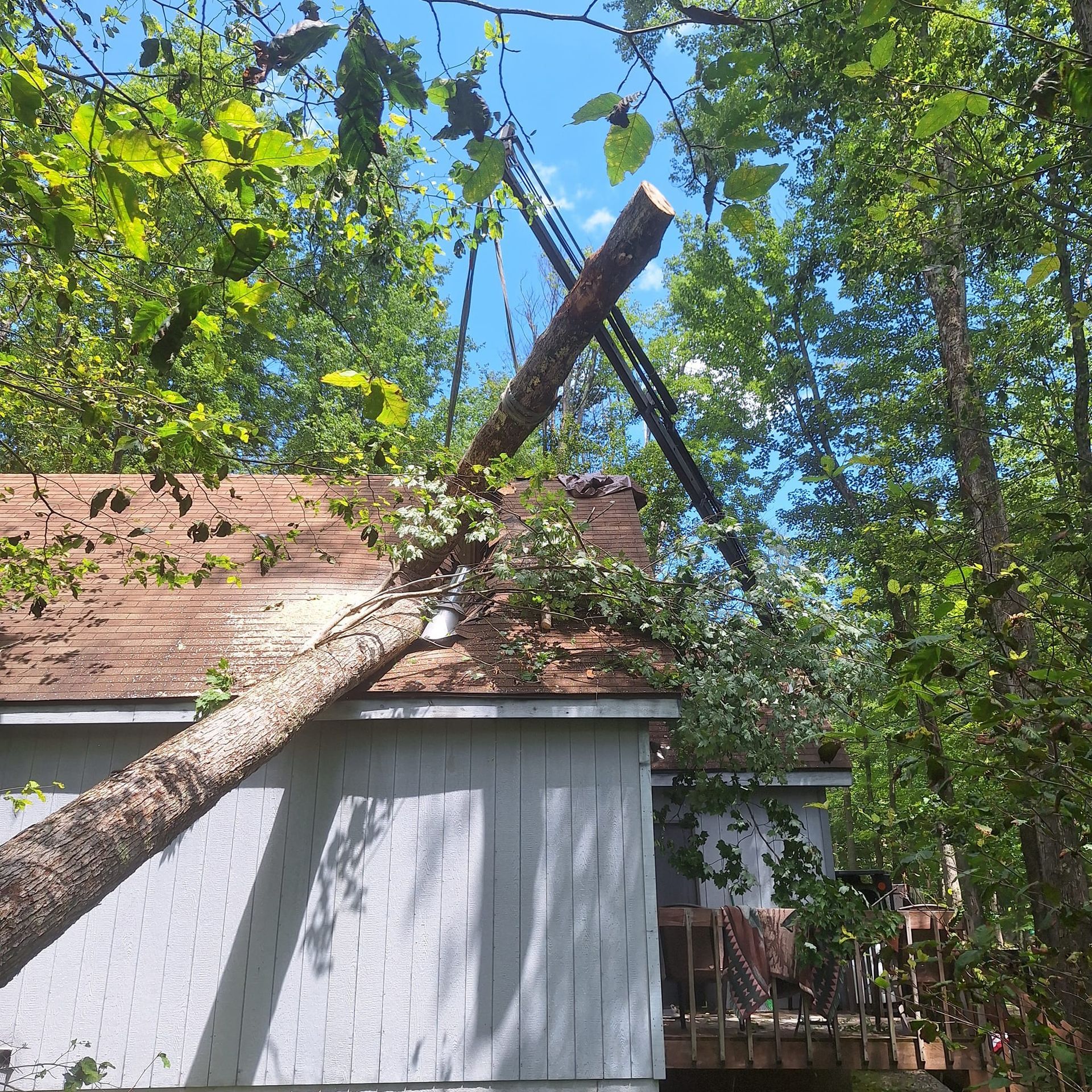 A tree has fallen on the roof of a house