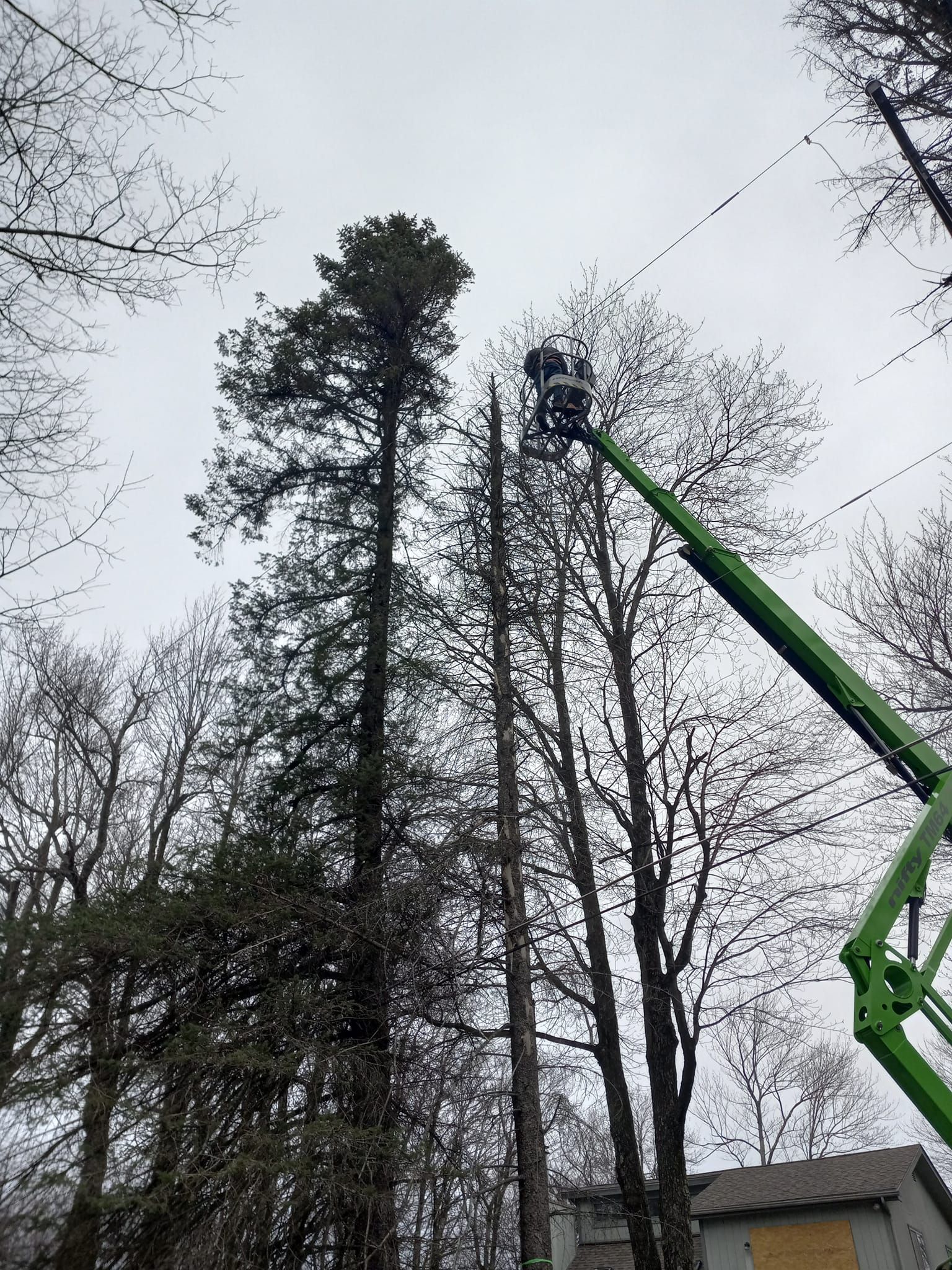 A man is cutting a tree with a crane in a forest.