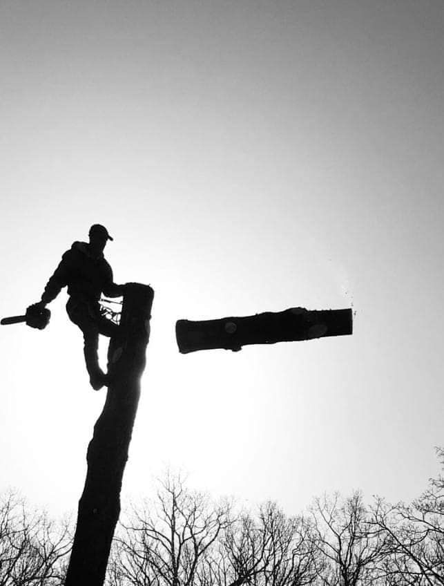 A silhouette of a man cutting a tree with a chainsaw