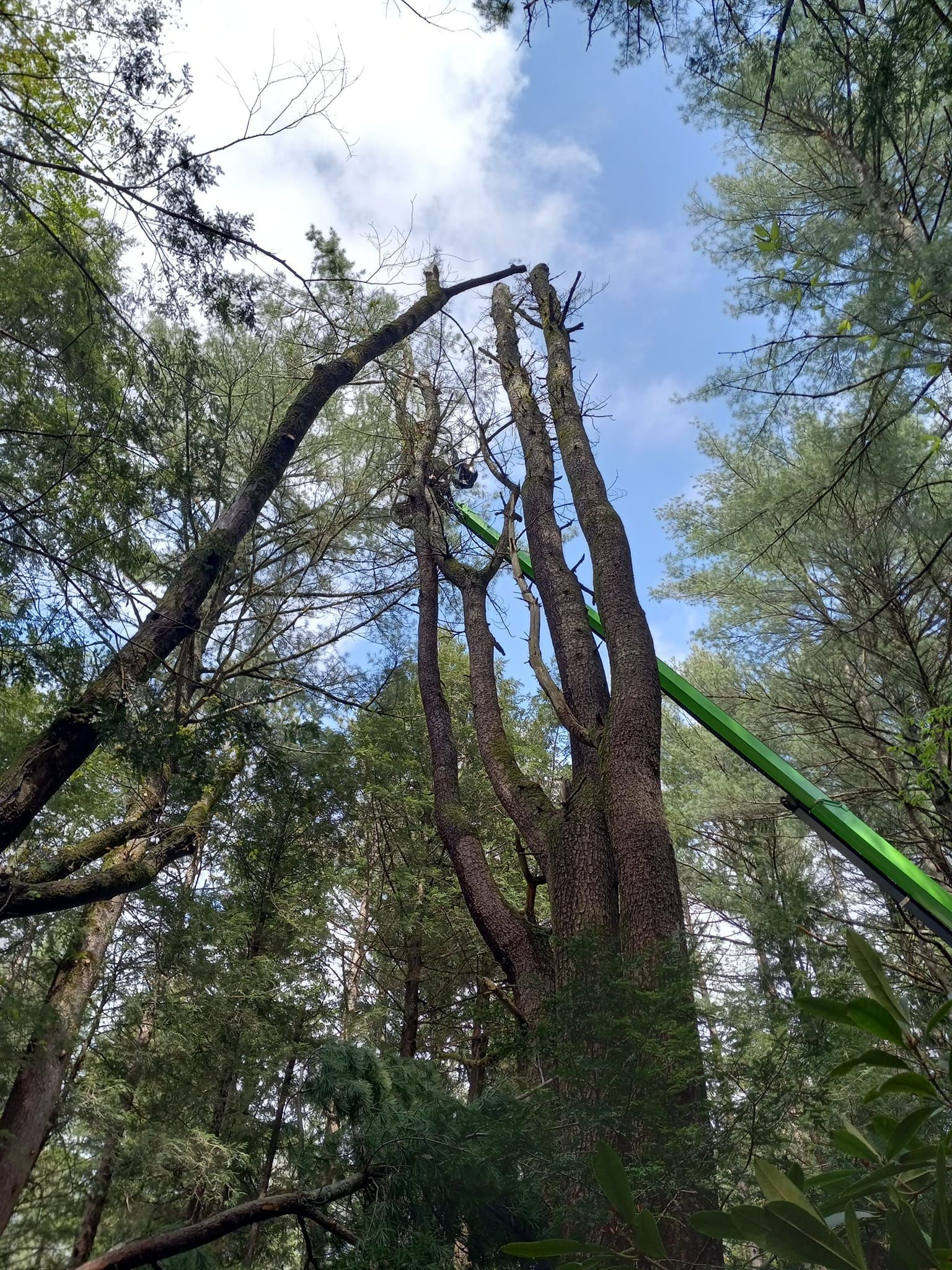 A person is cutting a tree with a crane in the woods.