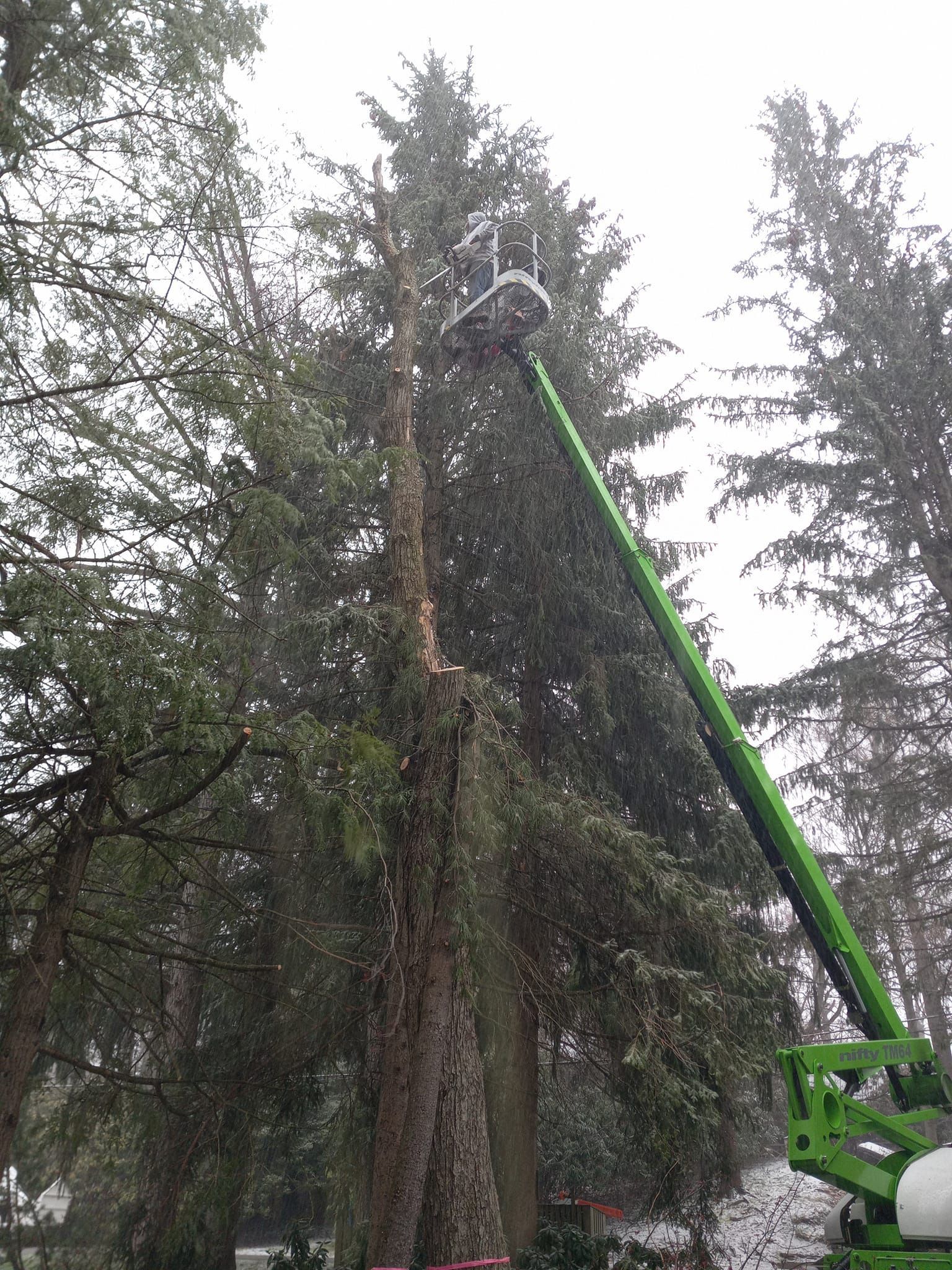 A man is cutting a tree with a crane.