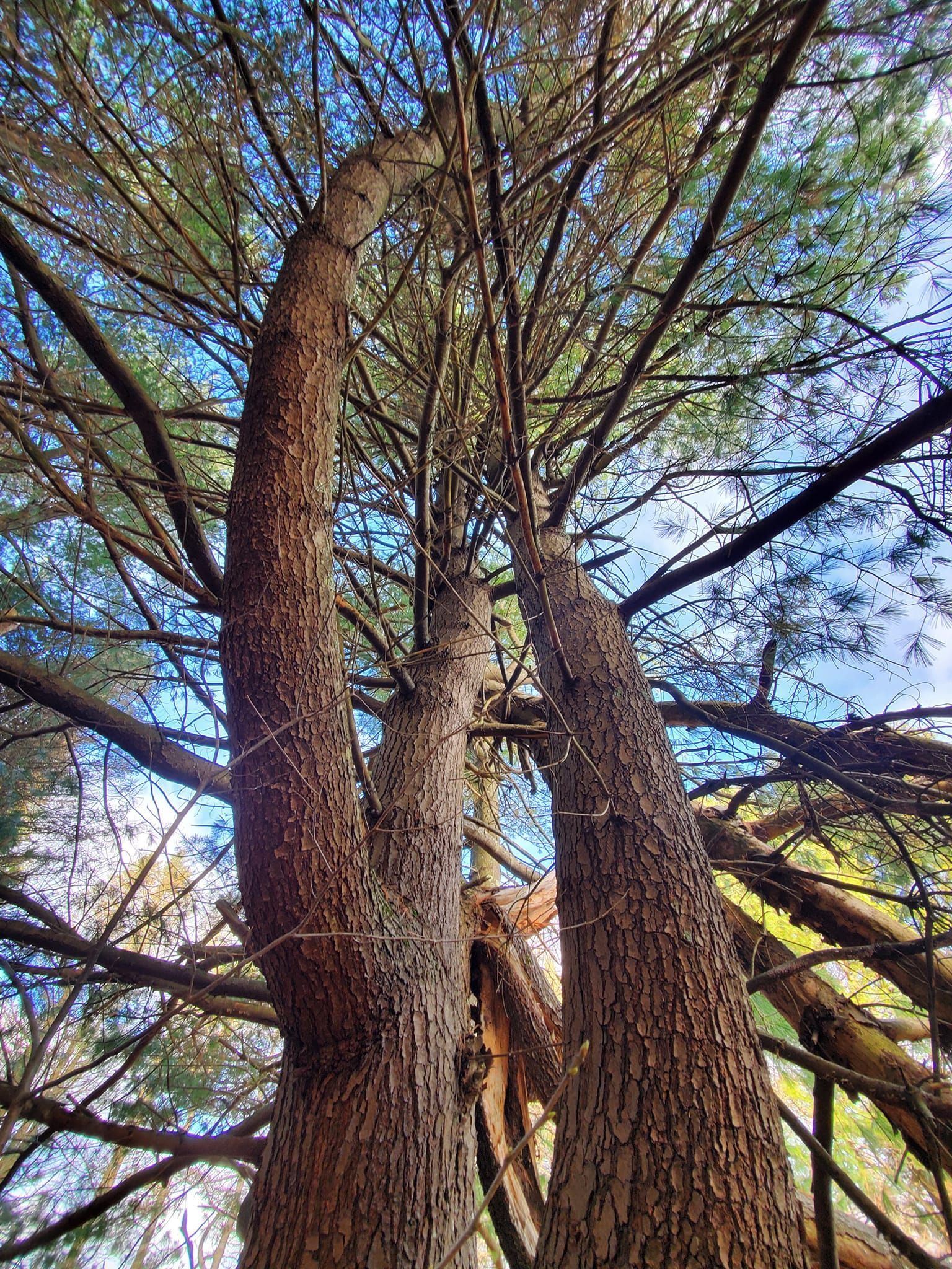 Looking up at a tree with a blue sky in the background.