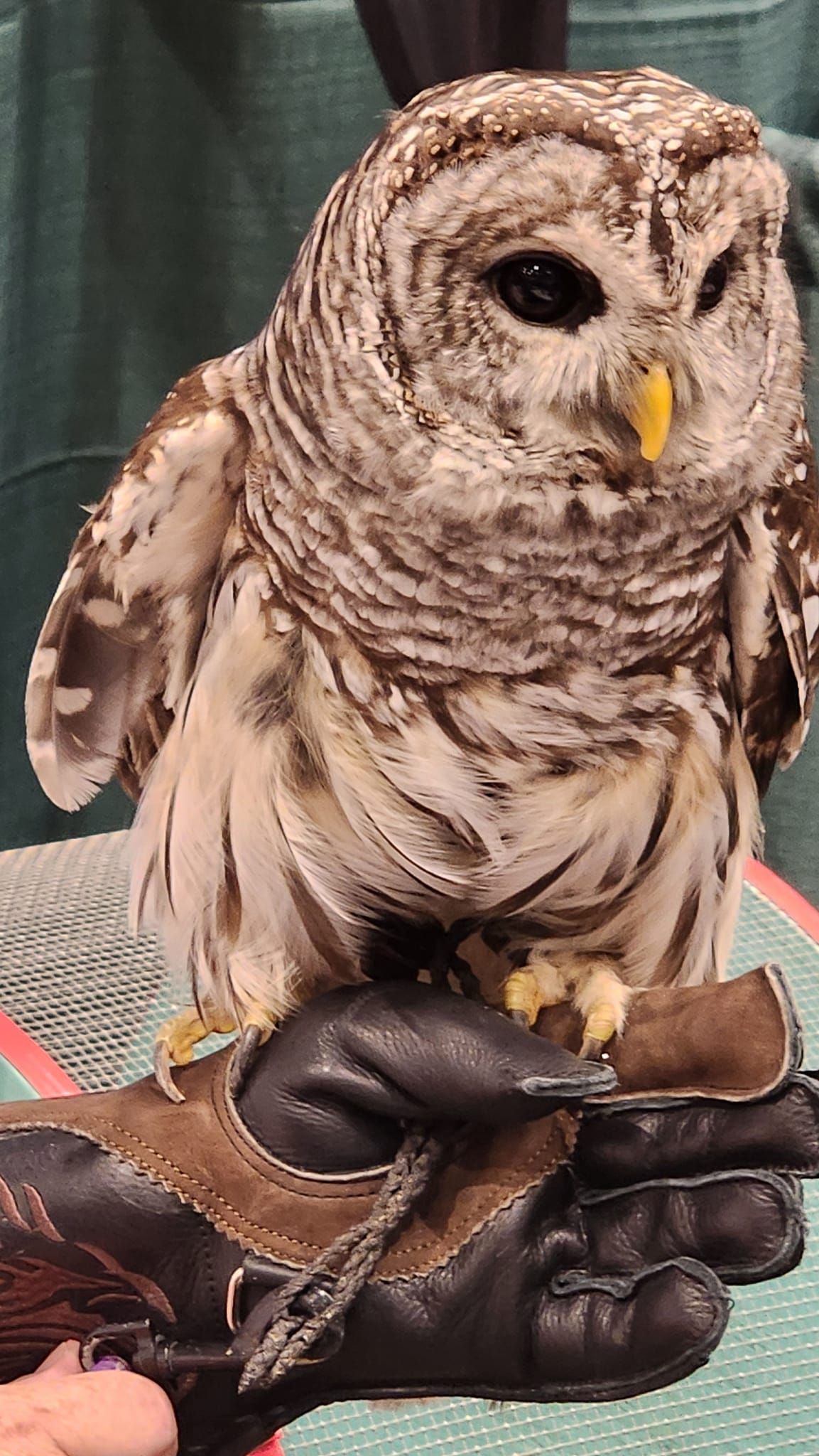 A person is holding a small owl in their hands